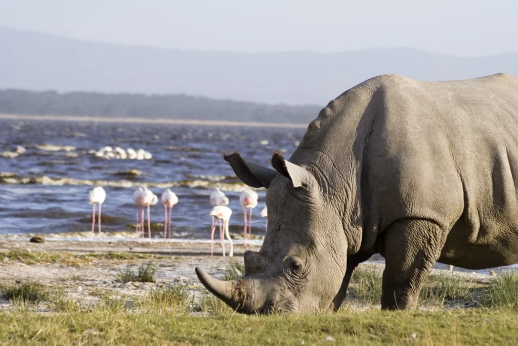 6 giorni kenya safari